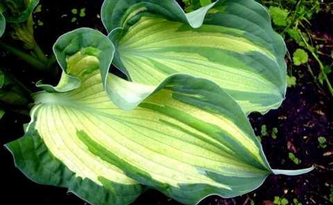 hosta 'Gardian Angel ...