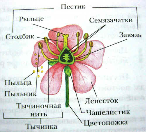 Строение цветка: формула, диаграмма, виды цветов