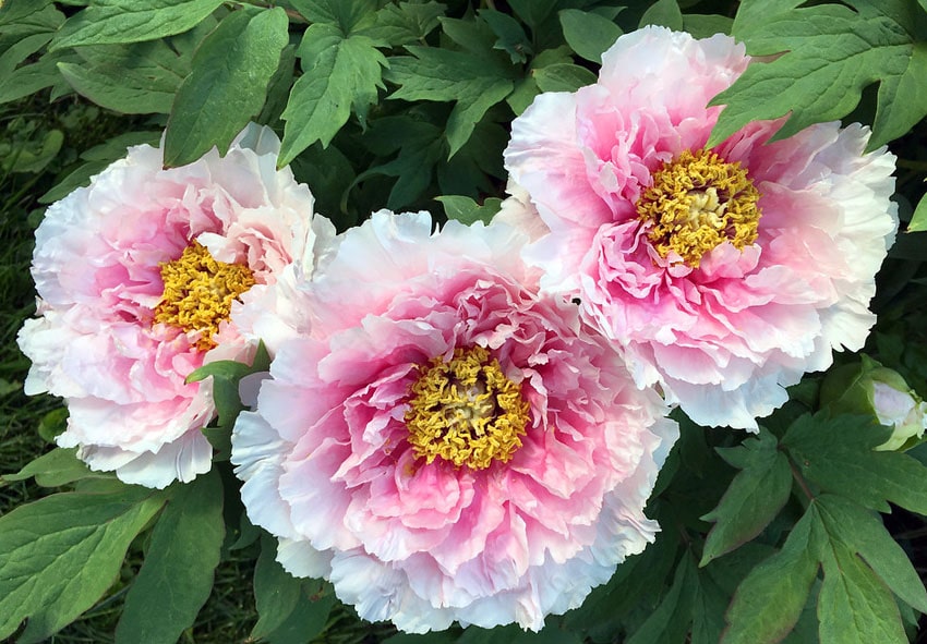 perfect peony | The Peony flower is among the longest-used f ...