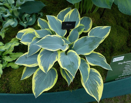 Hosta.com.ua. Хоста First Frost (Ферст Фрост), из частной ...