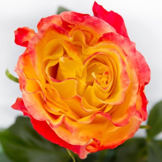 Rio Roses New Garden Rose Varieties | Florists' Review