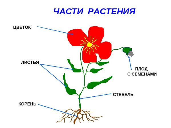 Окружающий мир 1 класс Что общего у разных растений? страница ...