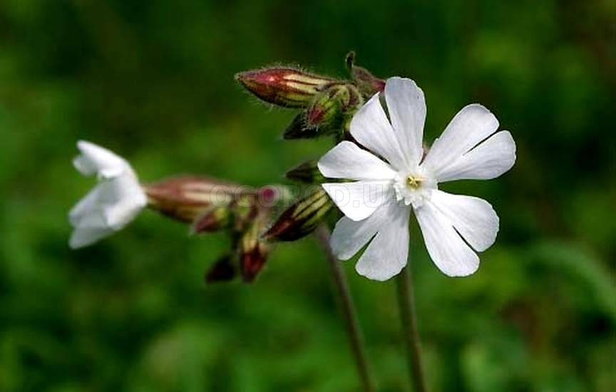 Фотография Дрёма белая (Melandrium latifolium) | Фотобанк ...