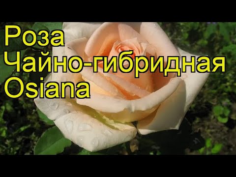 🌿 Роза чайно-гибридная Талея (Rose Talea)