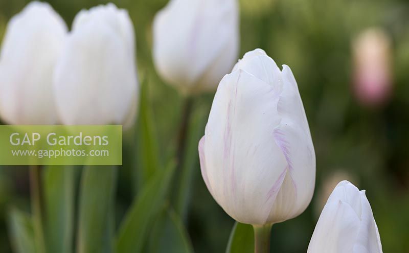 White Marvel | Onings Holland Flowerbulbs