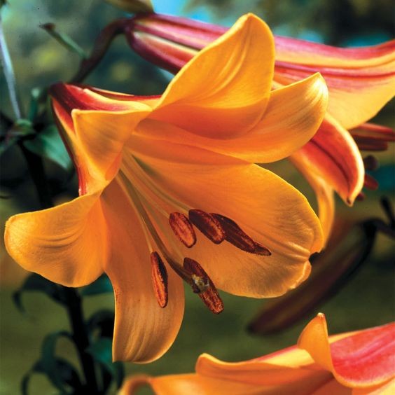 X 1 LILIUM AFRICAN QUEEN 16/18 | JUB ...