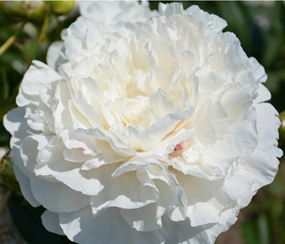 Paeonia lactiflora - Peony - Mothers Choice