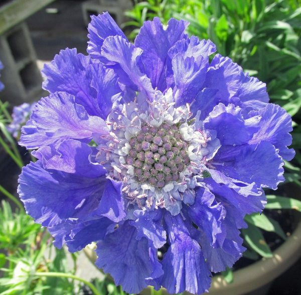 Скабиоза кавказская (Scabiosa caucasica ...