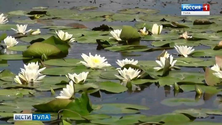 Болотная Лилия В Водноболотных Угодьях Флориды — стоковые ...