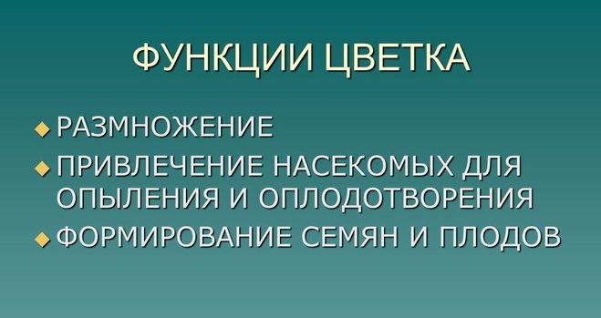 Цветковые (покрытосеменные)