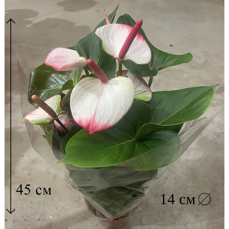 Anthurium Andraeanum 'Amalia Elegance' | Flowering Plants ...