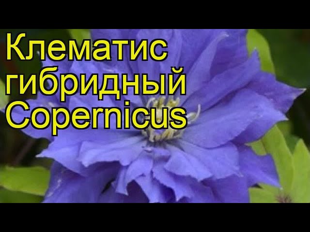 Clematis Copernicus