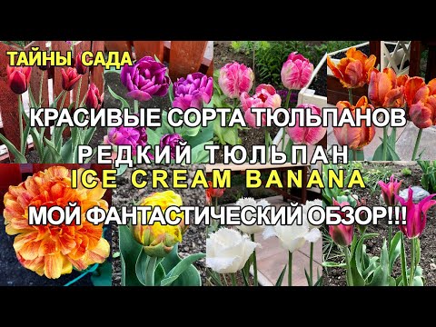 Купить тюльпан айс крим по цене 329 руб ...