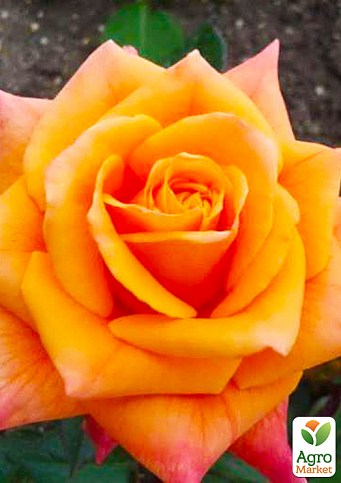 Rosa 'Small Miracle' Rose | Garden Center Marketing