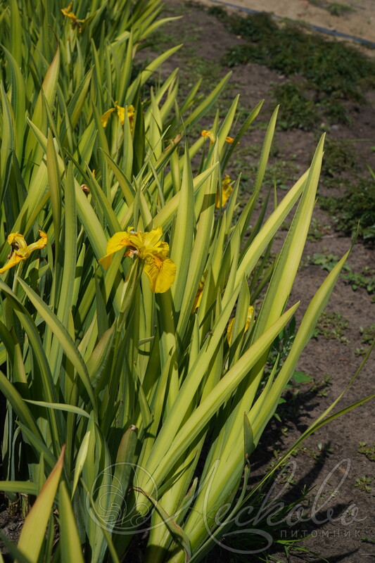 Ирис болотный Iris pseudacorus 4л — саженцы купить в интернет ...