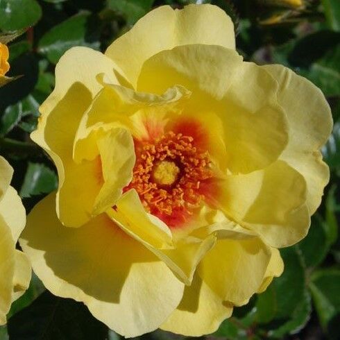 Old English Shrub Rose 'Pink' Bare Root