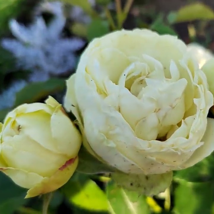 Pure Blonde - Garden & Scented Roses - Aisha Flowers