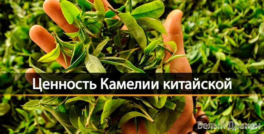 Купить Camellia sinensis (камелию китайскую) - растение у ...