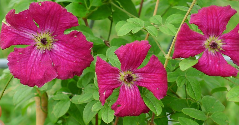 Clematis Rubra (Клематис Рубра, Ломонос красный)