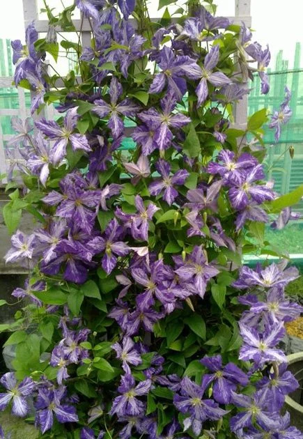 Клематис Жакмана Тай Дай (Clematis Jackmanii Tie Dye) С3 ...