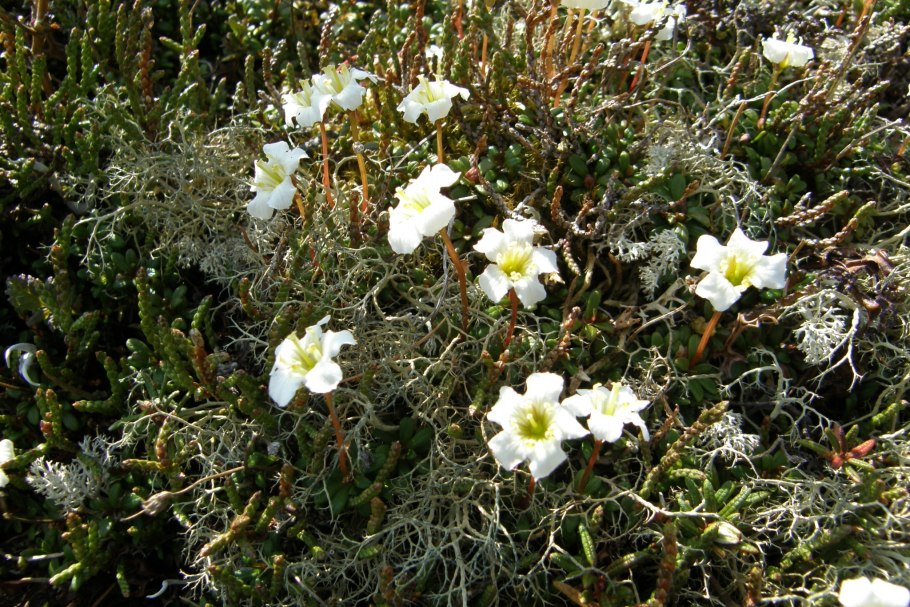 Скачать картинки Flower cyclamen persicum, стоковые фото ...