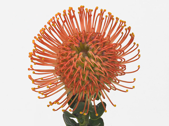 Leucospermum tottum ...