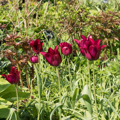 Tulip 'Merlot' | Alan Buckingham