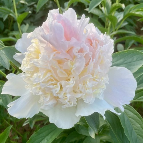 Пион ито-гибрид Хиллари (Paeonia Itoh Hillary) 7.5 л ...