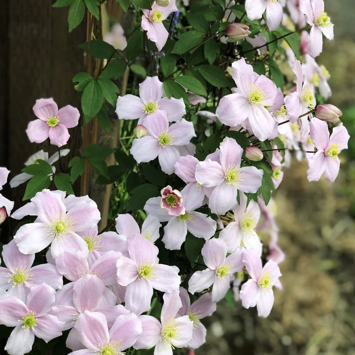 Clematis montana Freda ...