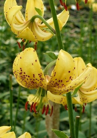 Лилия Альберта Монинг (Lilium Alberta Morning) купить ...