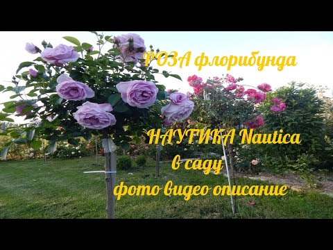 Роза Наутика Nautica.Моя голубая ...