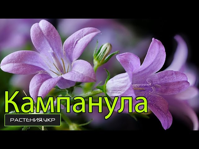 Campanula milky way — Плідник Круглик