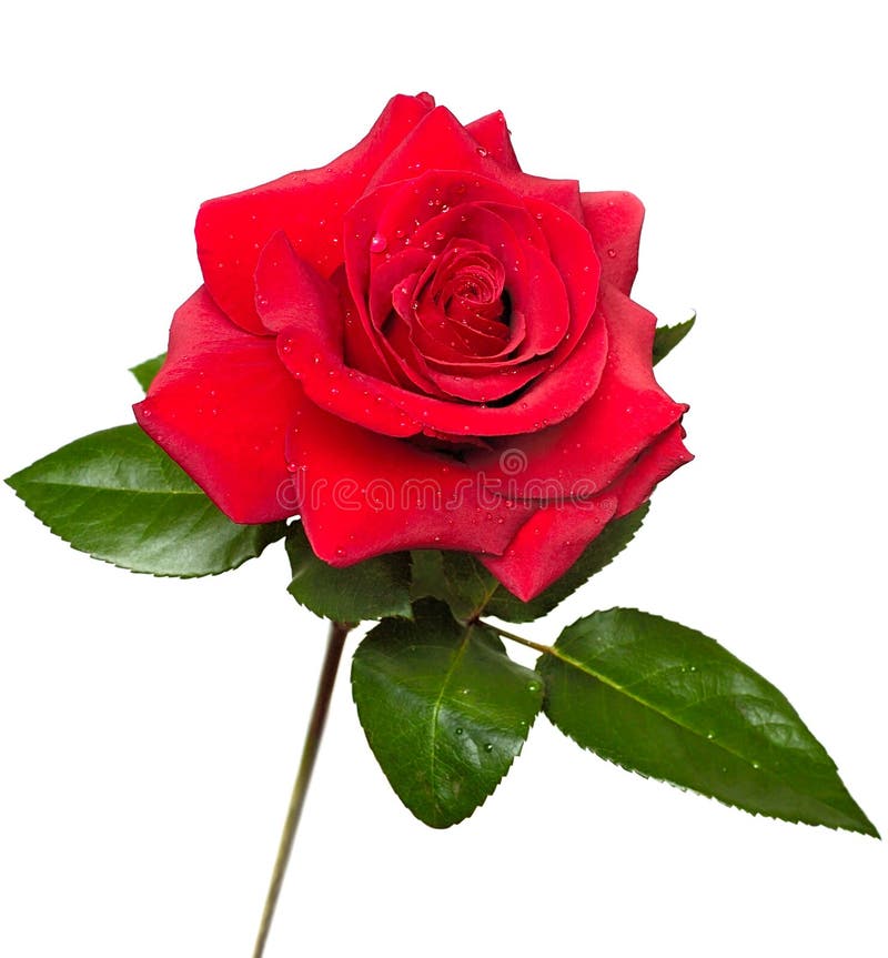 Bluebird ™ Lovely Red Rose Flower ...