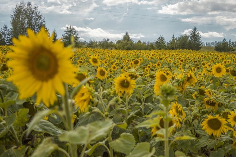 Друзья, подскажите, где возле Курска в этом году есть поля ...