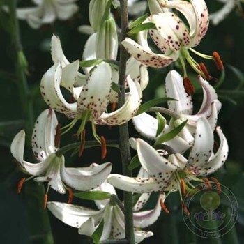 Лилия Близзард (Lilium Blizzard) купить луковицы в Москве по ...