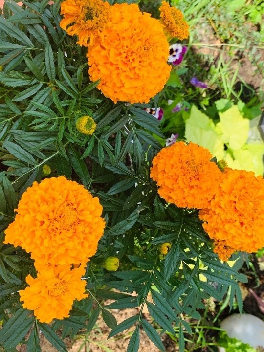 Тагетес (Tagetes) - описание вида ...