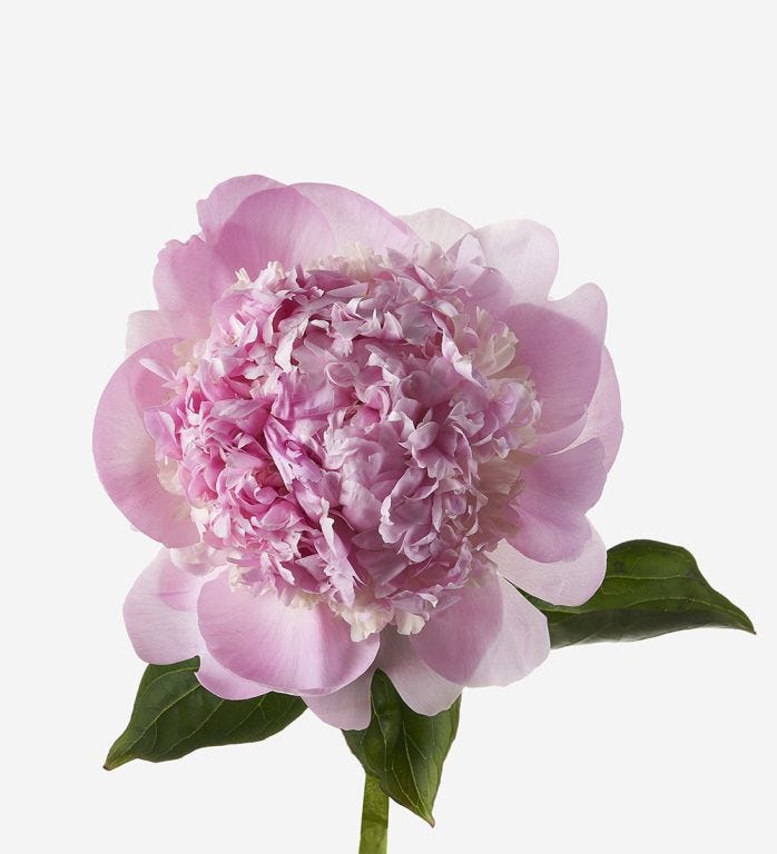 Paeonia lactiflora 'Angel Cheeks', Peony 'Angel Cheeks ...