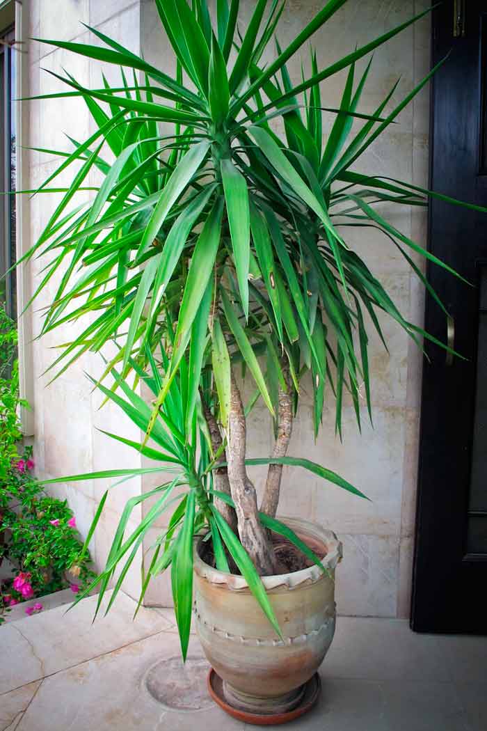 Юкка слоновая - Yucca elephantipes ...