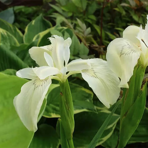 Ирис болотный (Iris Pseudacorus)