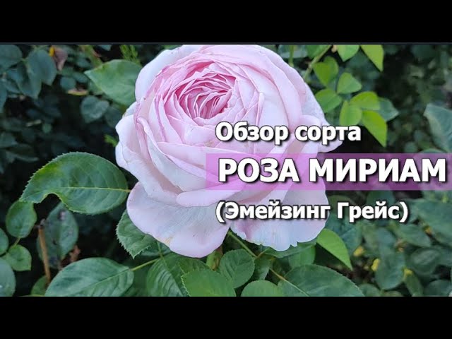 Роза Мириам (Myriam) – Купить саженцы роз недорого