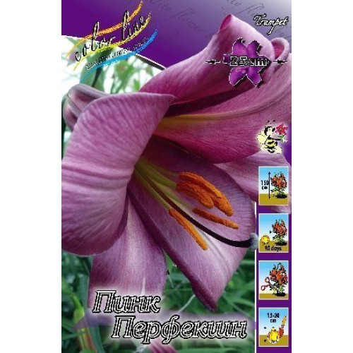 Лилия Pink Perfection - Lilium Pink ...