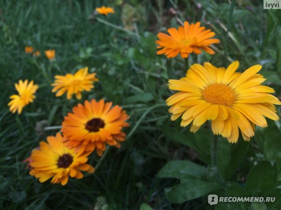 Calendula officinalis ...