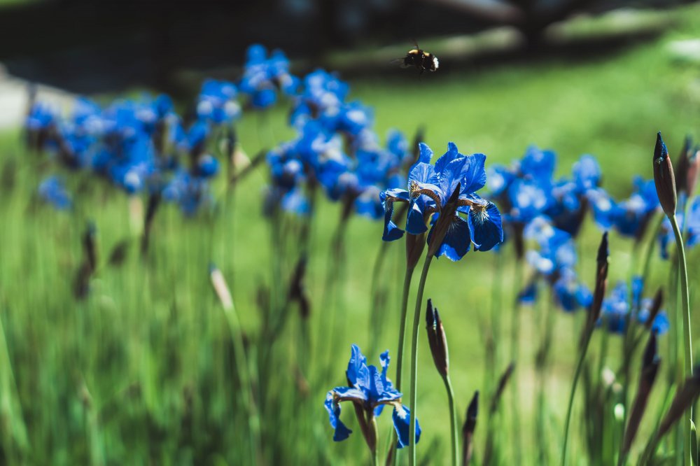 Iris ruthenica ...