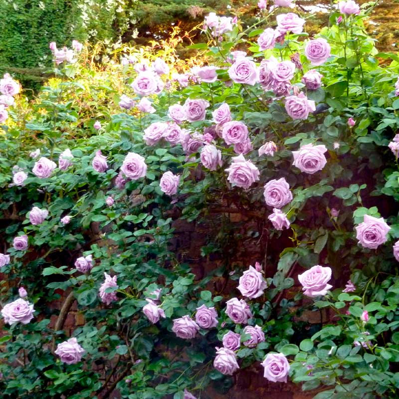 Троянда витка Блю Мун, Rosa climber Вlue Mооn ціна, купити ...