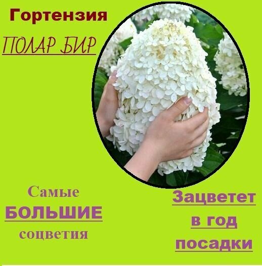 Гортензия Полярный медведь: 5 признаков ...