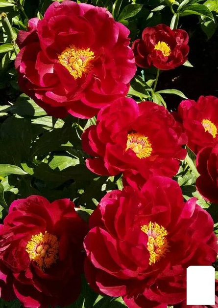 Paeonia 'Blaze' (red) – Loen Nursery, Inc.