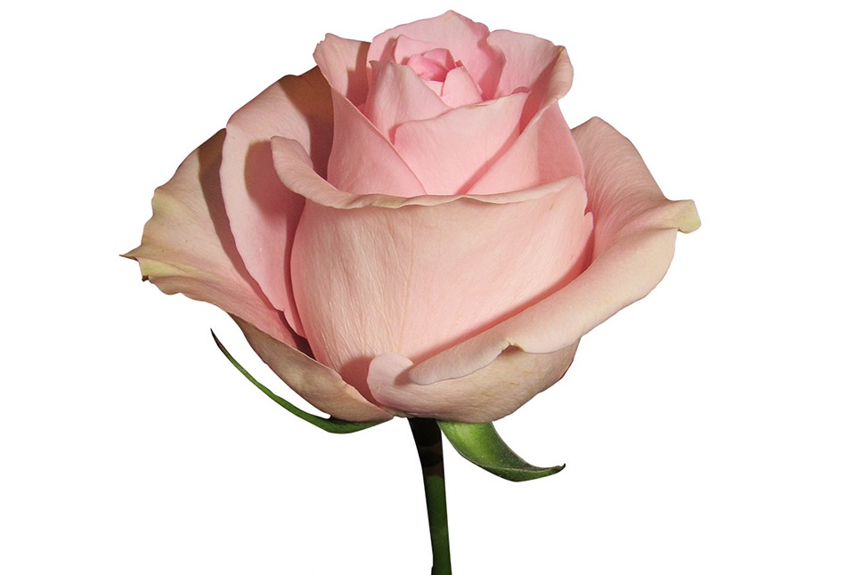 Florana Farms S.A. The best Roses - 