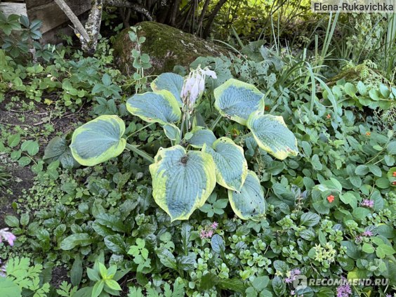 Хоста гибридная Биг Дэдди (Hosta hybrid Big Daddy) — Питомник ...