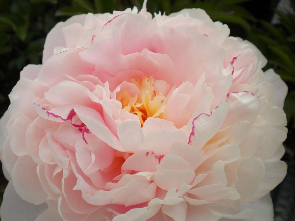 At A Glance: Peonies In Bloom | Deborah Silver & Co.