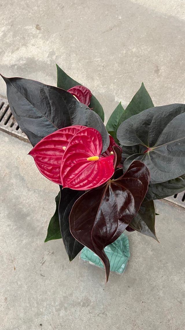 Anthurium (Andreanum Grp) Delicata